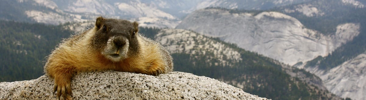 Friendly Marmot on Top of Half Dome