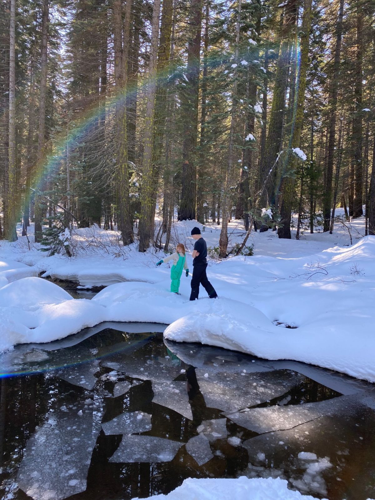 Evergreen Forest Snow and Rainbows (Megan F.)