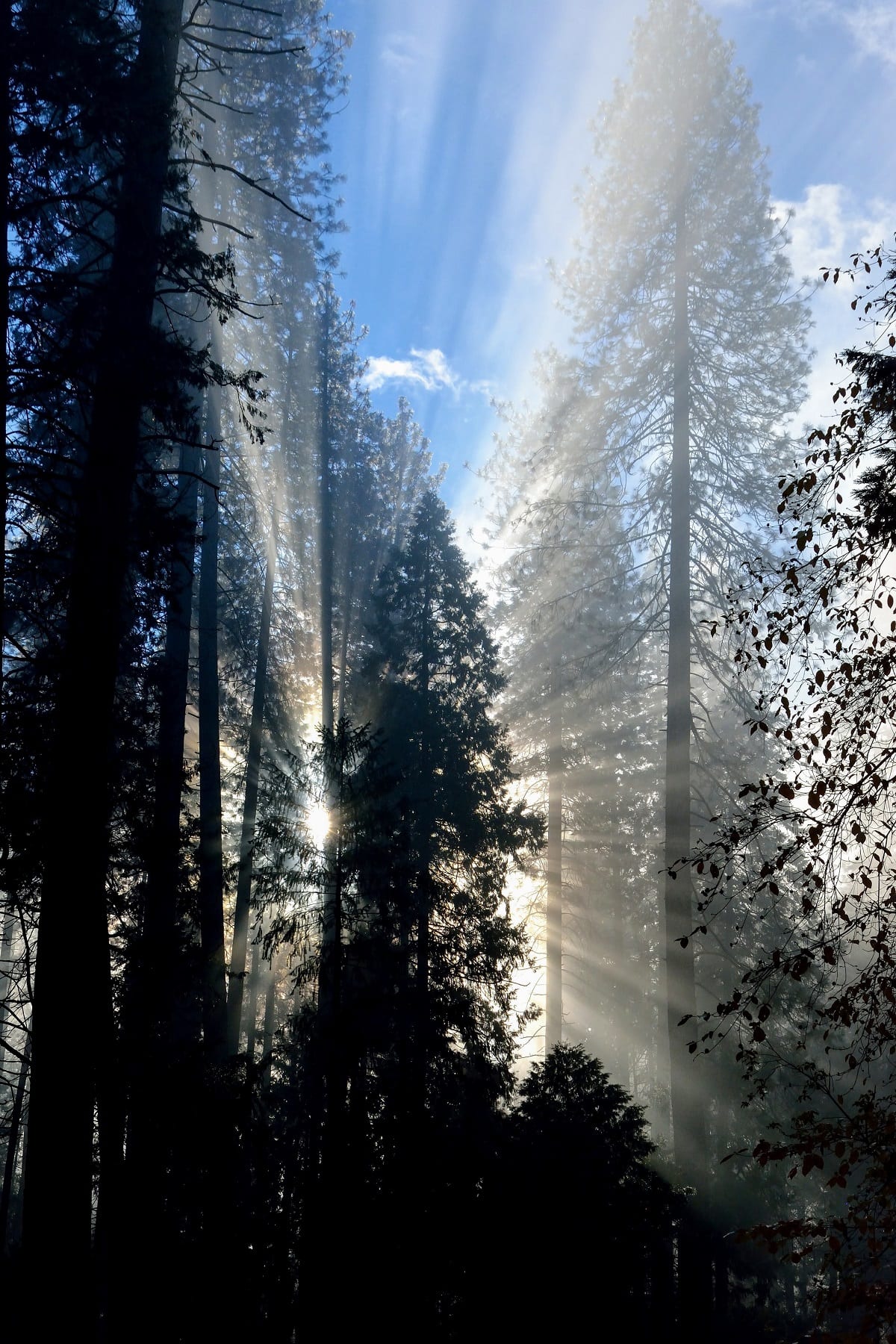 Yosemite Forest Rays of Sunshine (Dave M.)