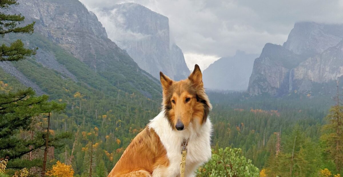 Lily at Tunnel View (Andrea L.)