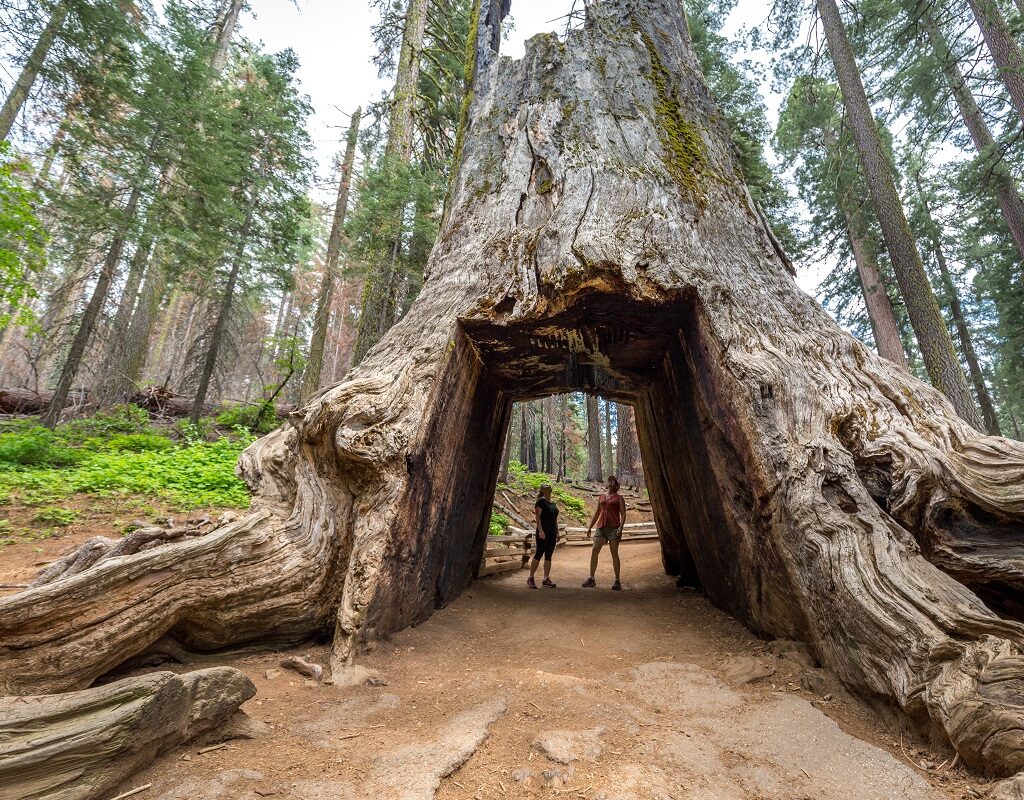 Yosemite Giant Sequoia Hikers (Kim Carroll)
