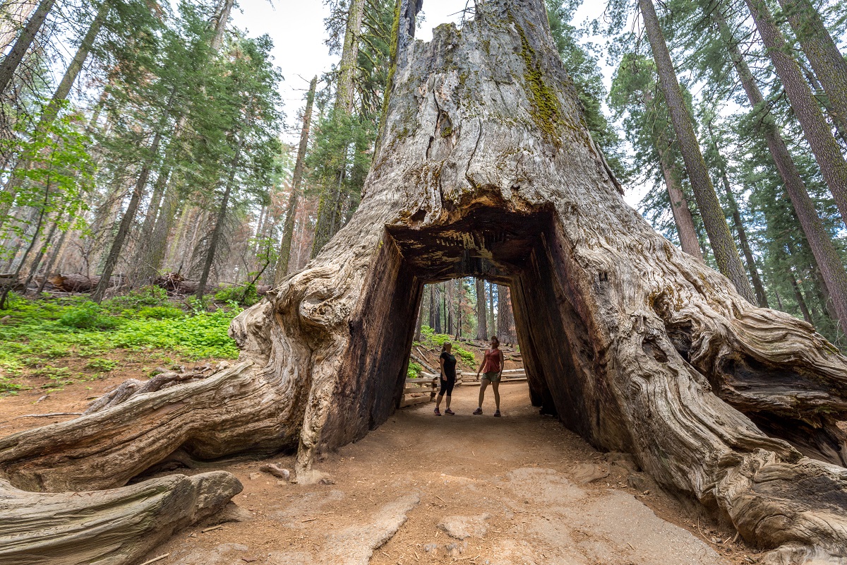 Yosemite Giant Sequoia Hikers (Kim Carroll)